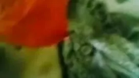 Mz. সরস, উভমুখি যৌনত ...